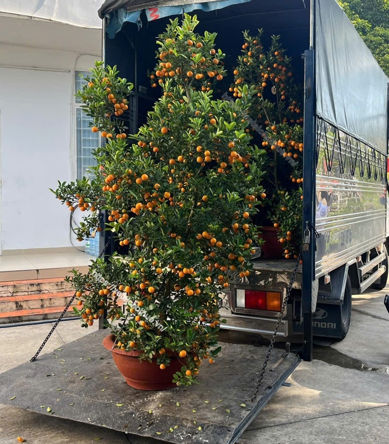 Dịch vụ thuê xe tải bàn nâng chuyên chở cây cảnh, nội thất gia đình,...
