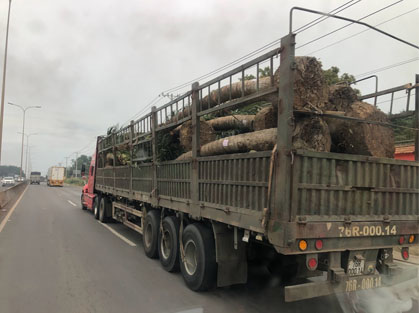 Xe tải chở cây cối, cây xanh lớn